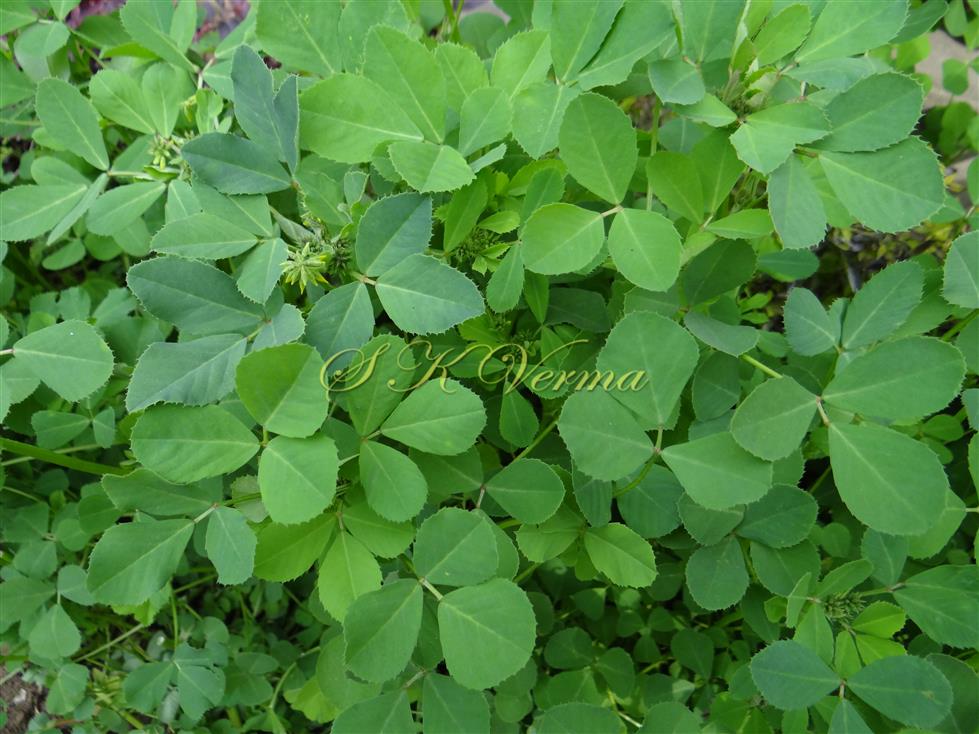  Leaves